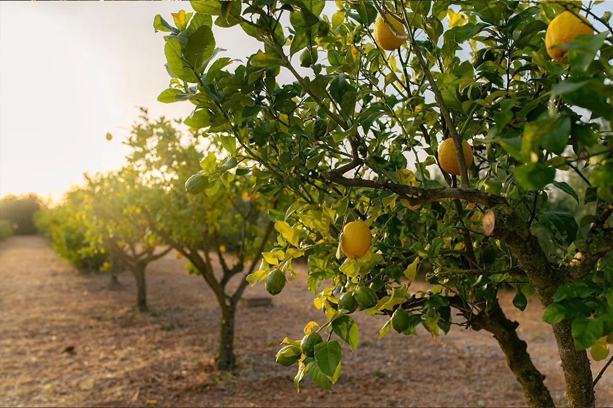 La Farm Baleares (Adults Only) Bed & Breakfast Santa Maria del Cami